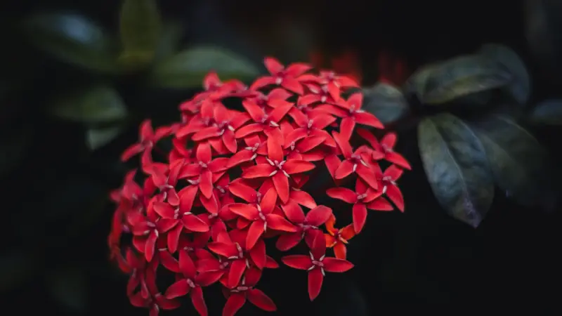 Bright red Jungle Flame Ixora flower clusters growing among dark glossy leaves in a tropical garden.