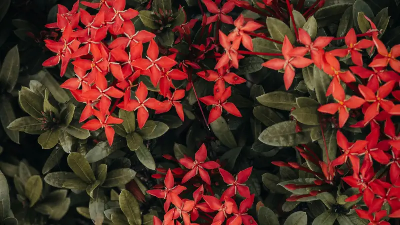 Multiple red Jungle Flame Ixora flower clusters surrounded by shiny green leaves and stems.