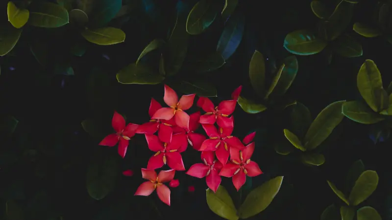 Top view of pink-red Jungle Flame Ixora flowers forming rounded clusters over dark foliage.