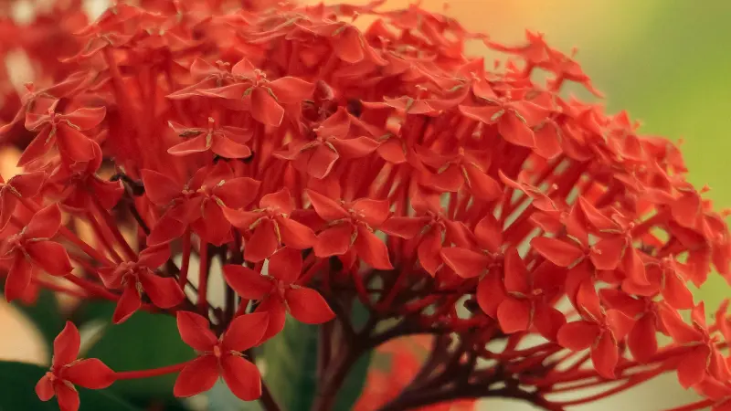 Round cluster of red Jungle Flame Ixora flowers growing on slender red stems.