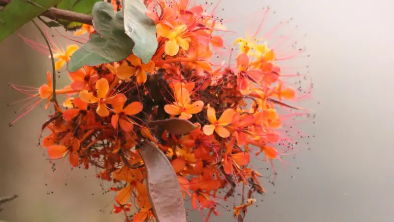 Orange flower cluster with long stamens hanging from a branch in a tropical garden setting.