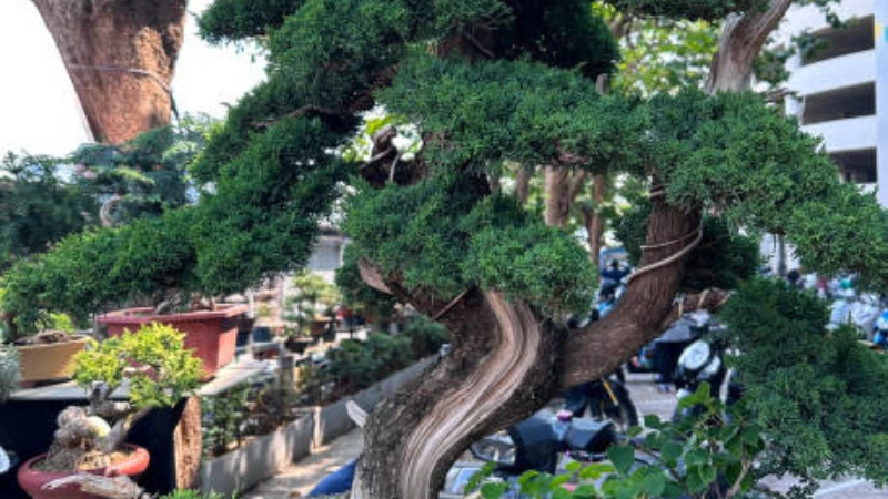 Juniper Bonsai branches and foliage