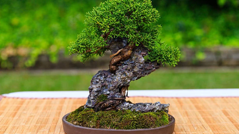 Juniper Bonsai Featured