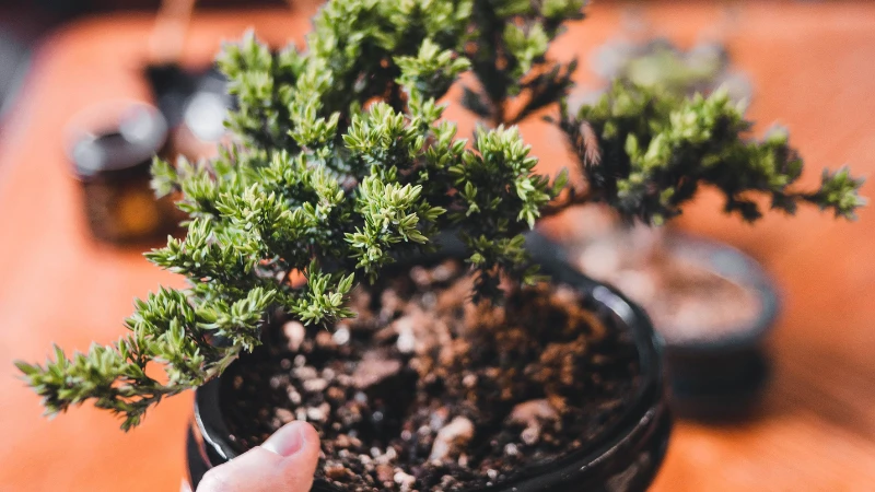Juniper Bonsai green foliage