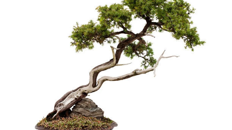 Juniper Bonsai in garden setting