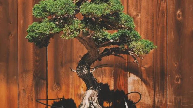 Green Juniper Bonsai plant