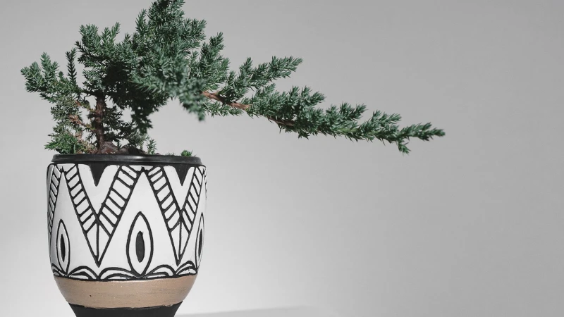 Juniper Bonsai tree display