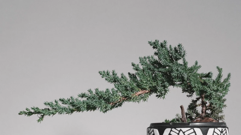 Juniper Bonsai plant in pot