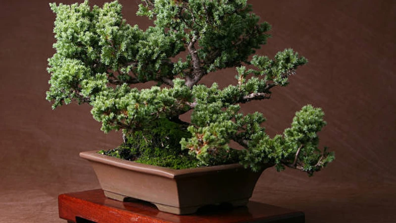 Juniper Bonsai in ceramic pot