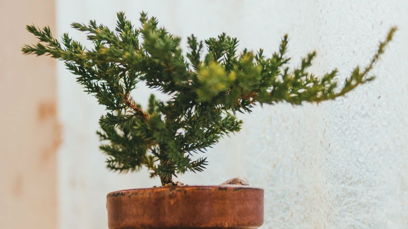 Close-up of Juniper Bonsai tree