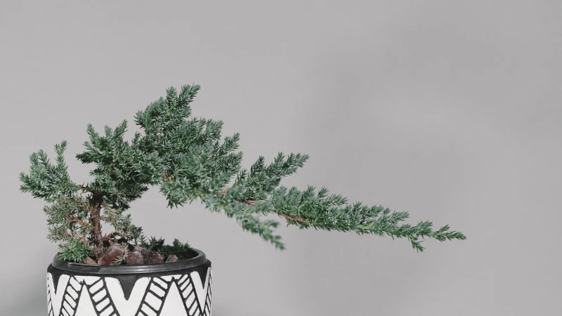 Juniper Bonsai tree with green foliage