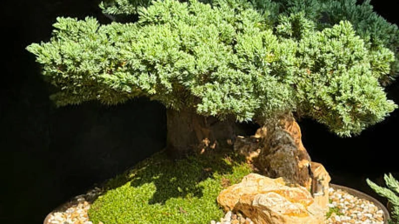 Juniper Bonsai trunk close-up