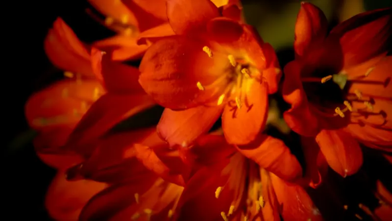 Bright red-orange Kaffir Lily flowers glowing against a dark blurred background with dramatic lighting.