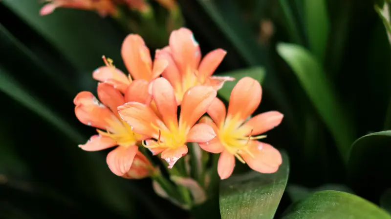 Soft peach-orange Clivia flower cluster covered with tiny dew drops on petals.