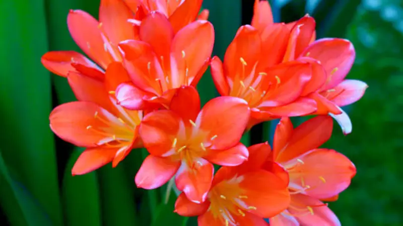 Close-up of orange Clivia flower showing dark anthers against a softly blurred background.