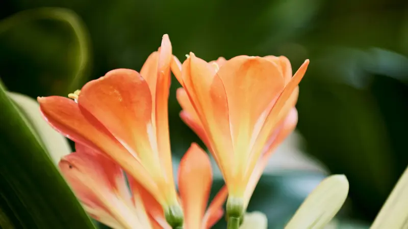 Cluster of orange Clivia flowers glowing with backlight near a bright glasshouse window.