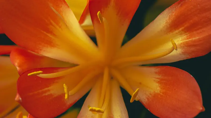 Macro close-up of Clivia flower center with orange-yellow petals radiating around stamens.