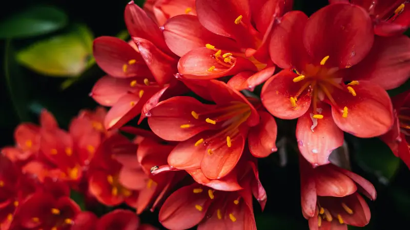 Cluster of peach-orange Clivia flowers with yellow centers blooming among green leaves.