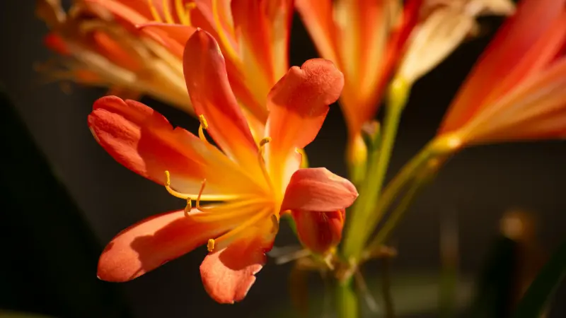 Close-up of orange-red Clivia flowers showing white-tipped petals and bright yellow stamens.