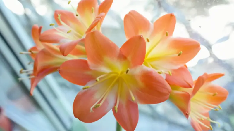 Close-up view of two orange trumpet-shaped Clivia petals surrounding a creamy yellow center.