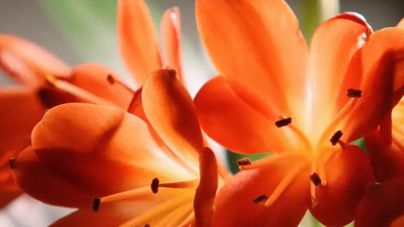 Macro view of orange-yellow Clivia flower center showing radiating petals and delicate stamens.