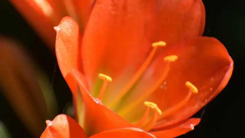 Macro shot of orange Clivia flower with water droplets resting on petals and yellow stamens.