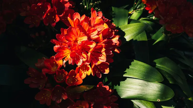 Bright red-orange Clivia flowers contrasting beautifully with dark green leaves and shadows.