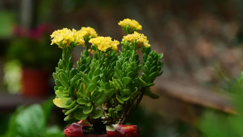 Small potted succulent plant covered with clusters of tiny yellow Kalanchoe flowers.