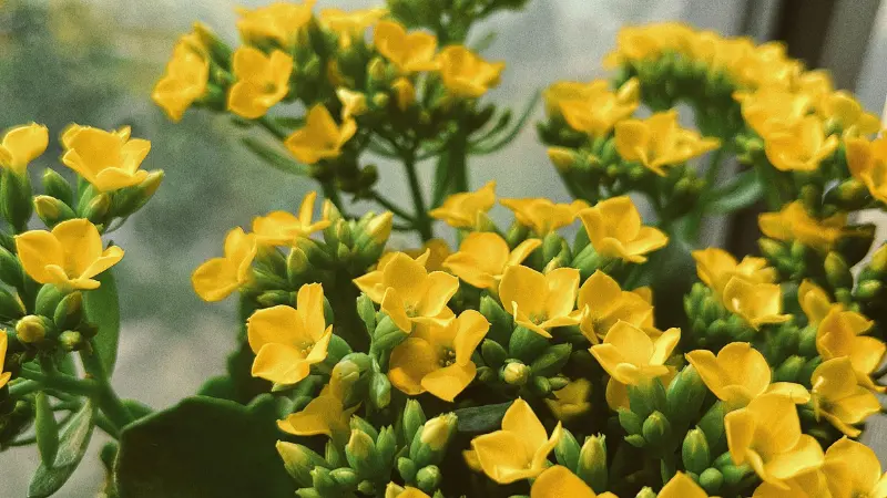 Yellow Kalanchoe flowers and buds growing near a sunlit window with indoor warmth.