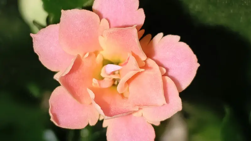 Macro close-up of a single pink Kalanchoe flower with a bright yellow center.
