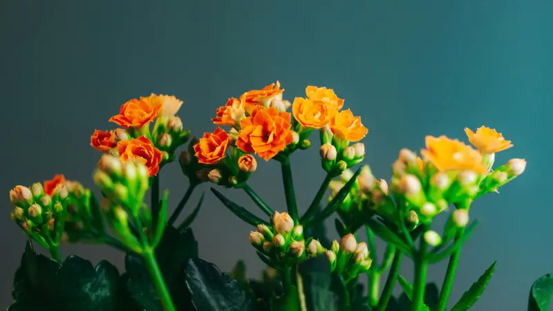 Cluster of orange Kalanchoe flowers and buds displayed against a teal background.