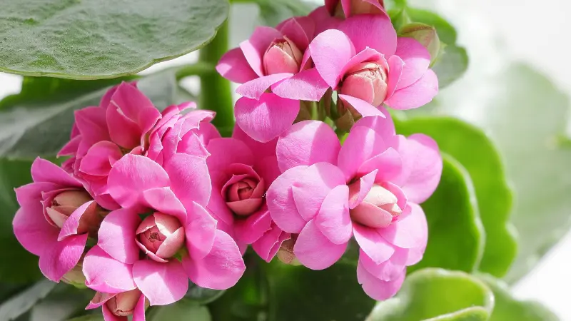 Pink Kalanchoe flower clusters with large green leaves growing in a decorative plant.