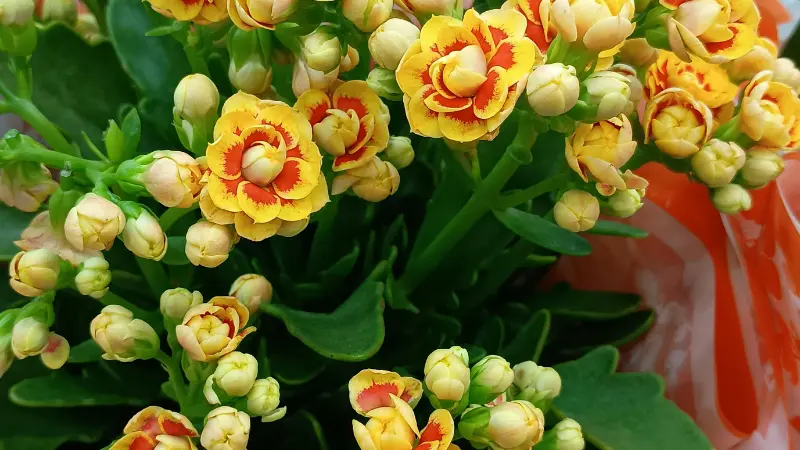 Cluster of red and yellow bicolor Kalanchoe flowers with unopened buds and green leaves.