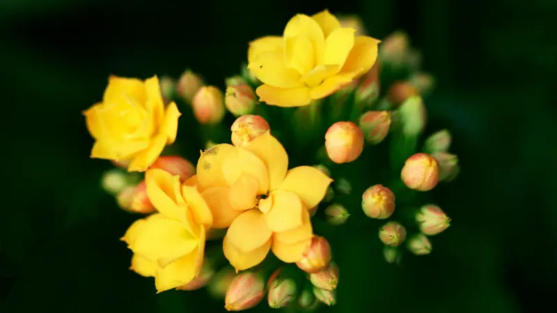 Close-up of yellow Kalanchoe flowers with pink-tinged buds against a dark background.