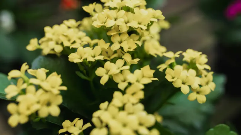 Cluster of pale yellow Kalanchoe flowers blooming among thick green succulent leaves.