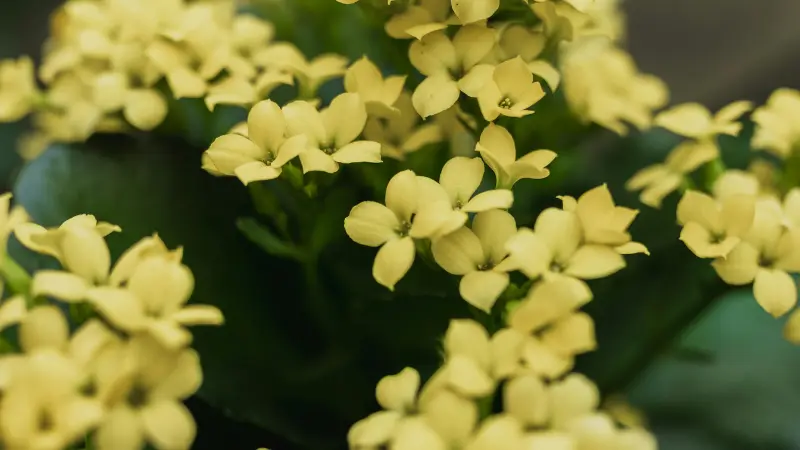 Close-up of light yellow Kalanchoe flowers showing delicate petals in full bloom.