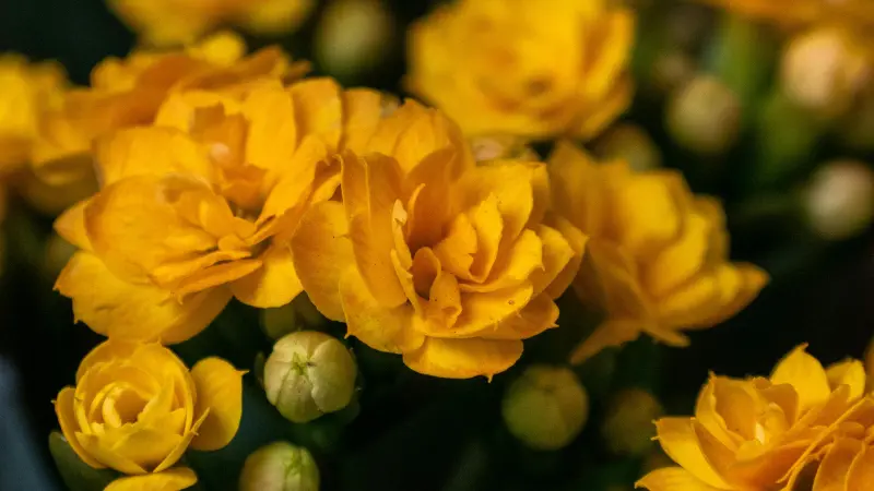 Vibrant yellow double-petaled Kalanchoe flowers blooming beside green buds.