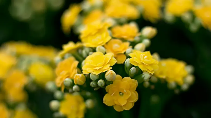 Cluster of bright yellow rose-like Kalanchoe flowers with rounded buds and succulent leaves.