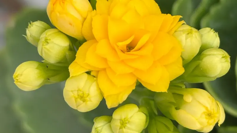 Single yellow double-petaled Kalanchoe flower surrounded by unopened buds in close-up.