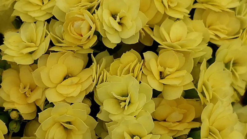 Top view of densely packed yellow double-petaled Kalanchoe flowers forming a floral cluster.