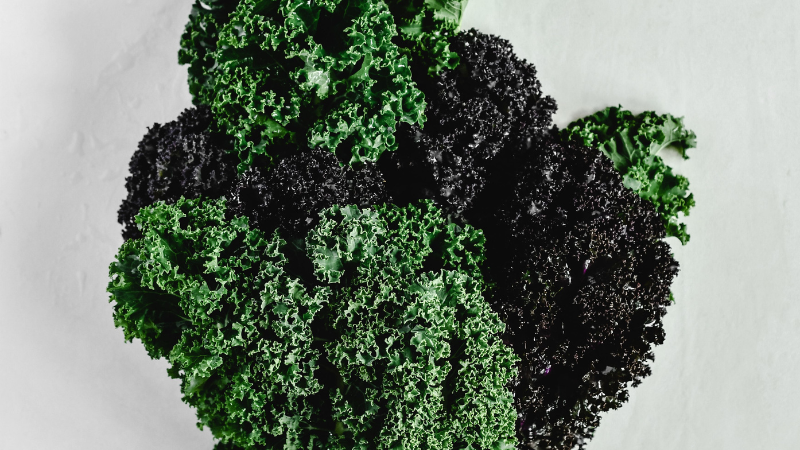 Kale leaves growing under bright sunlight