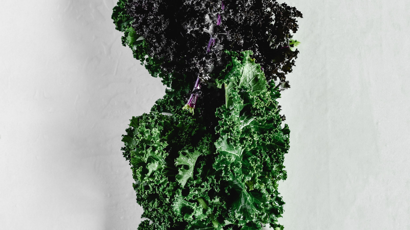 Healthy Kale plant with lush curly green leaves