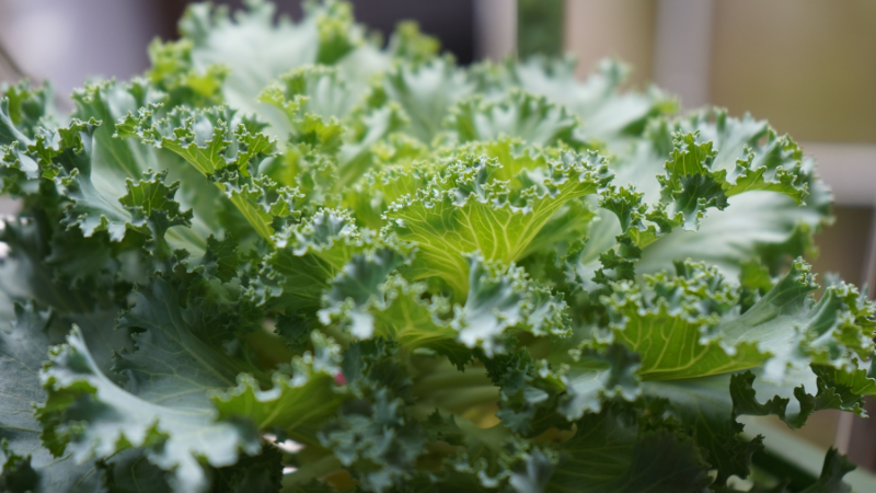 Kale plants growing in a healthy garden setting