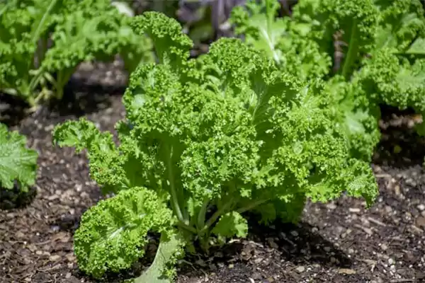 Kale in a raised bed
