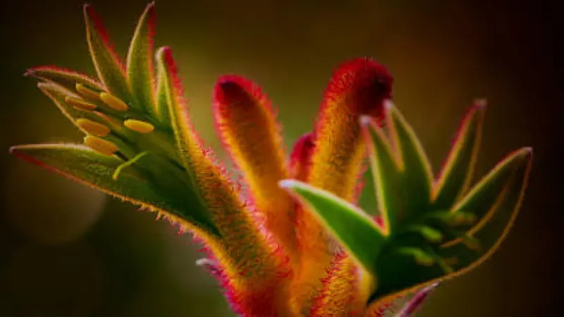 Close-up of red and green Kangaroo Paw flowers showing their unique fuzzy texture.