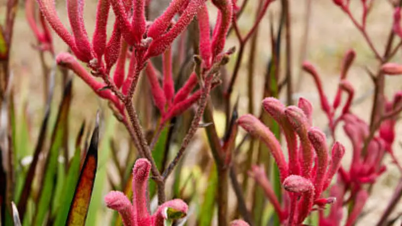 Fuzzy pink Kangaroo Paw flowers growing naturally in a dry landscape setting.