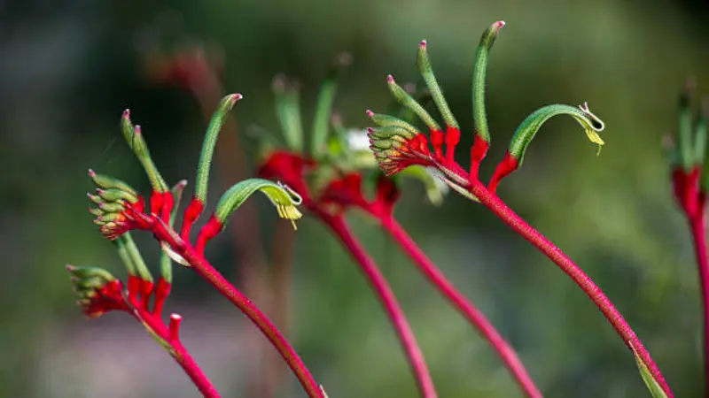 Cluster of red and green Kangaroo Paw flowers with curved stems and fuzzy blooms.