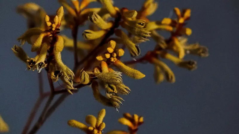 Yellow-green Kangaroo Paw flowers standing against a dark blue blurred background.