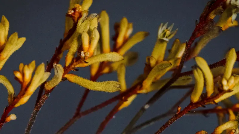 Close-up of golden yellow Kangaroo Paw flowers growing on dark stems.