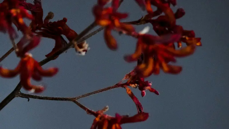 Cluster of dark red Kangaroo Paw flowers displayed against a deep dark background.
